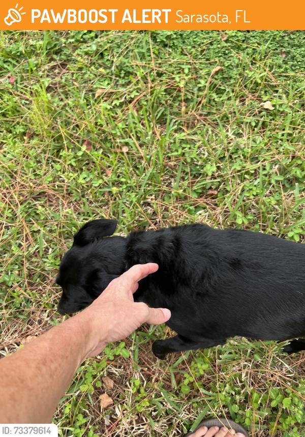 Found/Stray Male Dog last seen Gold Trees Way and Java Plum, Sarasota, FL 34232