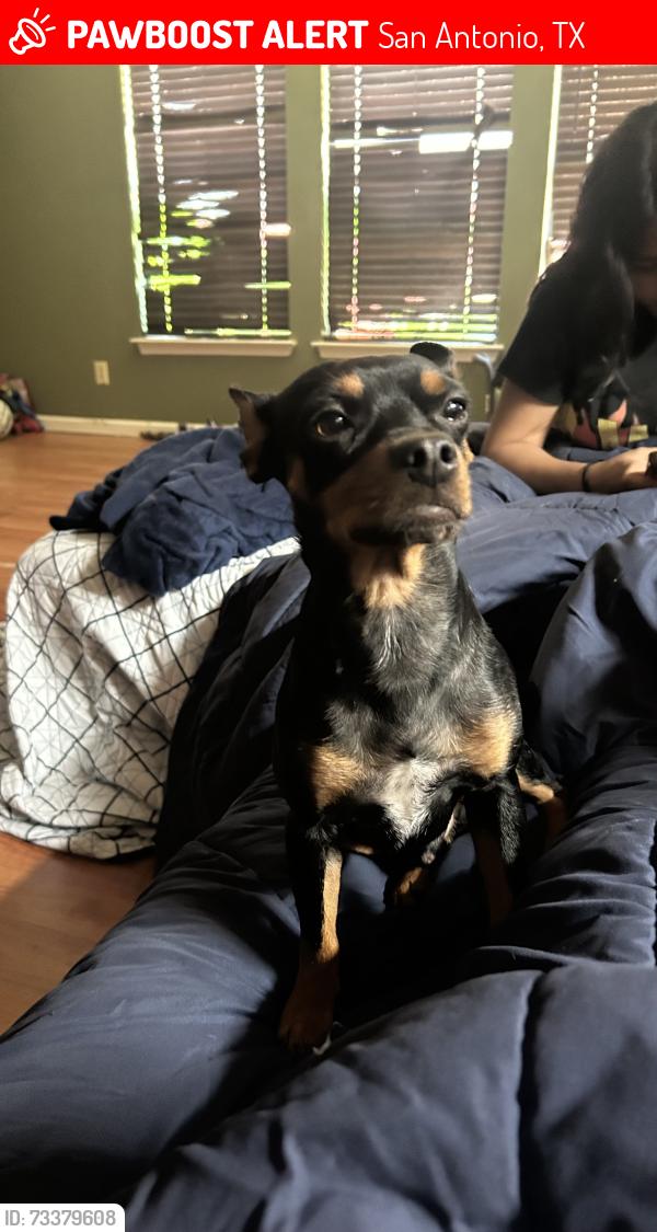 Lost Male Dog last seen Senisa springs, San Antonio, TX 78251