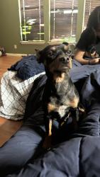 Lost Male Dog last seen Senisa springs, San Antonio, TX 78251