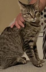 Reunited Male Cat last seen 11th and Willow Street, Oakland, CA 94607