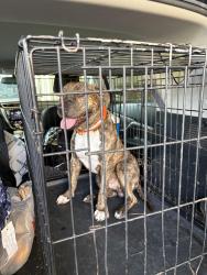 Found/Stray Male Dog last seen Horseshoe blvd, Bossier City, LA 71111