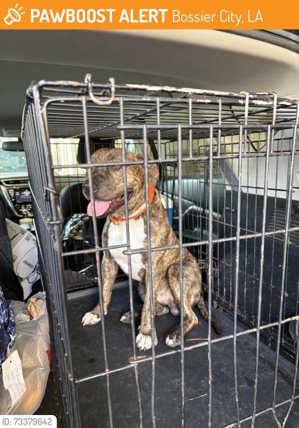 Found/Stray Male Dog last seen Horseshoe blvd, Bossier City, LA 71111