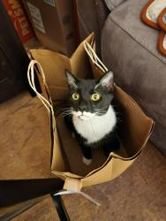 Lost Male Cat last seen Porter St and Cilley Rd., Manchester, NH 03103