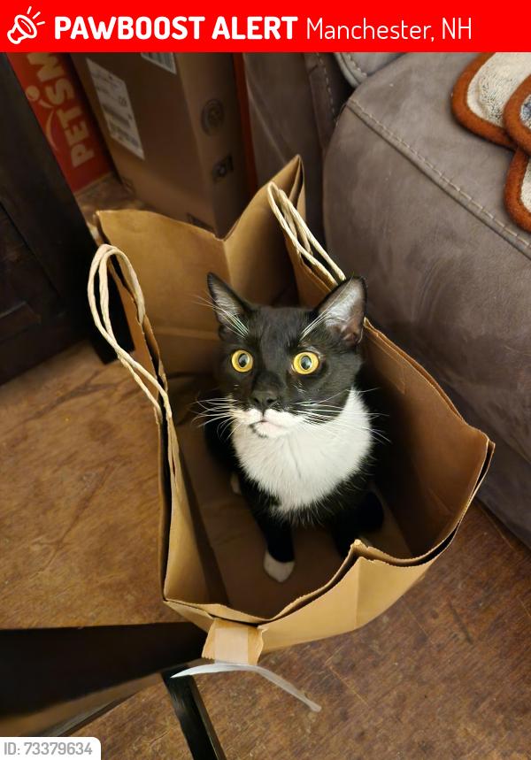 Lost Male Cat last seen Porter St and Cilley Rd., Manchester, NH 03103