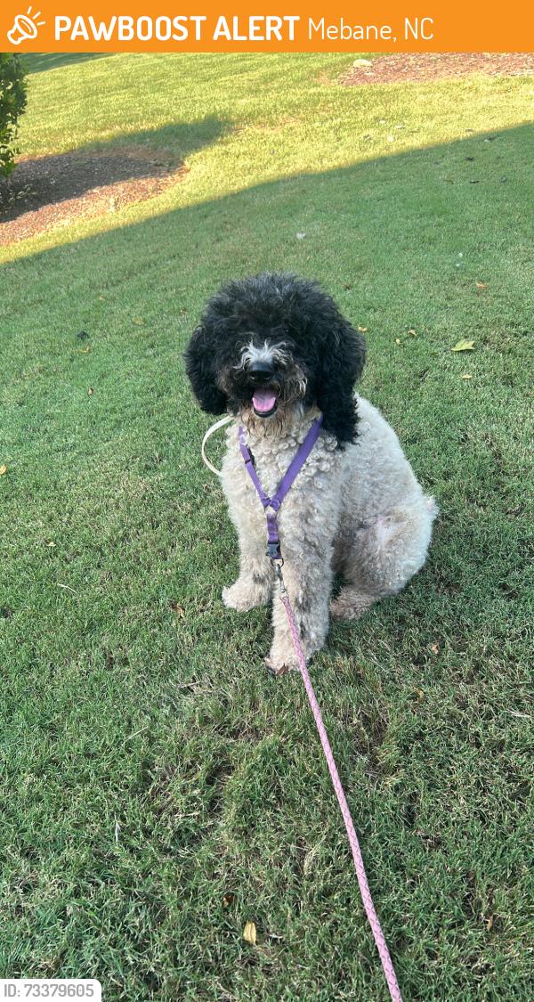 Found/Stray Female Dog last seen HWY 119 near Mill creek, Mebane, NC 27302