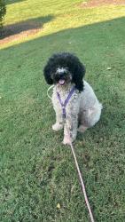 Found/Stray Female Dog last seen HWY 119 near Mill creek, Mebane, NC 27302