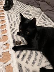 Lost Female Cat last seen Near 12th Ave Seaside, Oregon, New York, NY 10018