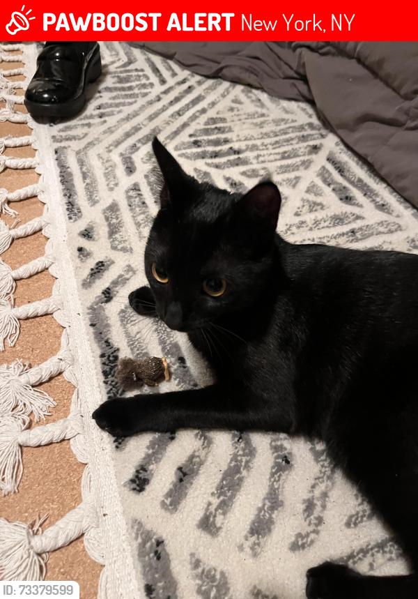 Lost Female Cat last seen Near 12th Ave Seaside, Oregon, New York, NY 10018