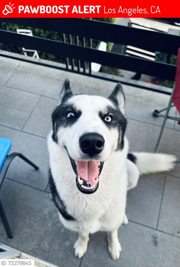 Lost Male Dog last seen 1st St y N Mott St, Los Ángeles., Los Angeles, CA 90033