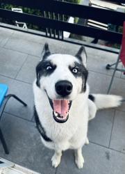 Lost Male Dog last seen 1st St y N Mott St, Los Ángeles., Los Angeles, CA 90033