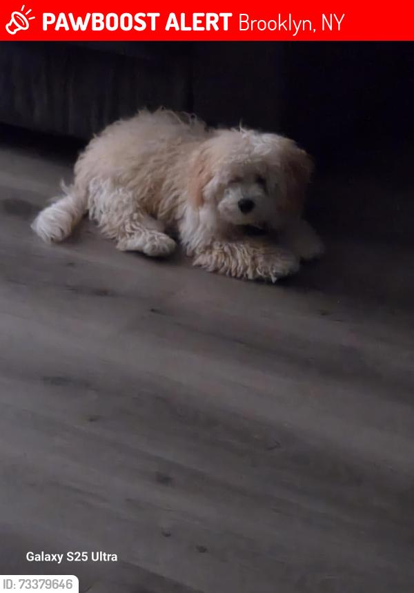 Lost Male Dog last seen Near kings Hwy, Brooklyn, NY 11223