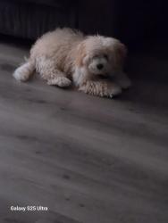 Lost Male Dog last seen Near kings Hwy, Brooklyn, NY 11223