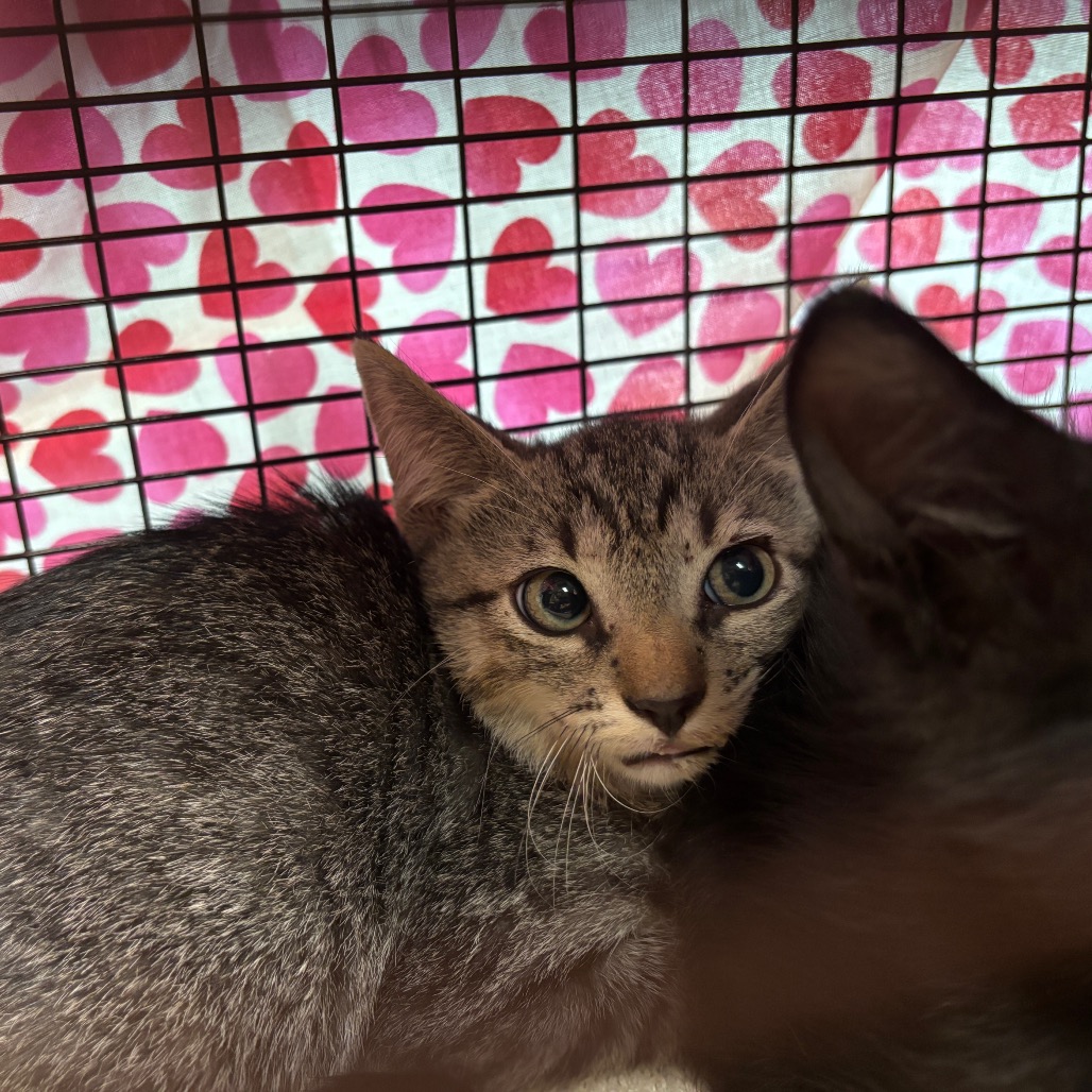 Shelter Stray Male Cat last seen , 361 S Raymond Ave, Pasadena, CA 91105, USA