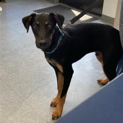 Shelter Stray Male Dog last seen , 12910 Yukon Ave, Hawthorne, CA 90250, USA