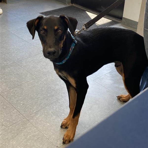 Shelter Stray Male Dog last seen , 12910 Yukon Ave, Hawthorne, CA 90250, USA