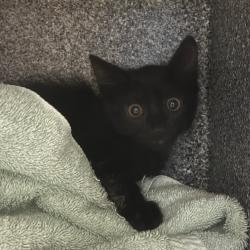 Shelter Stray Female Cat last seen , 361 S Raymond Ave, Pasadena, CA 91105, USA