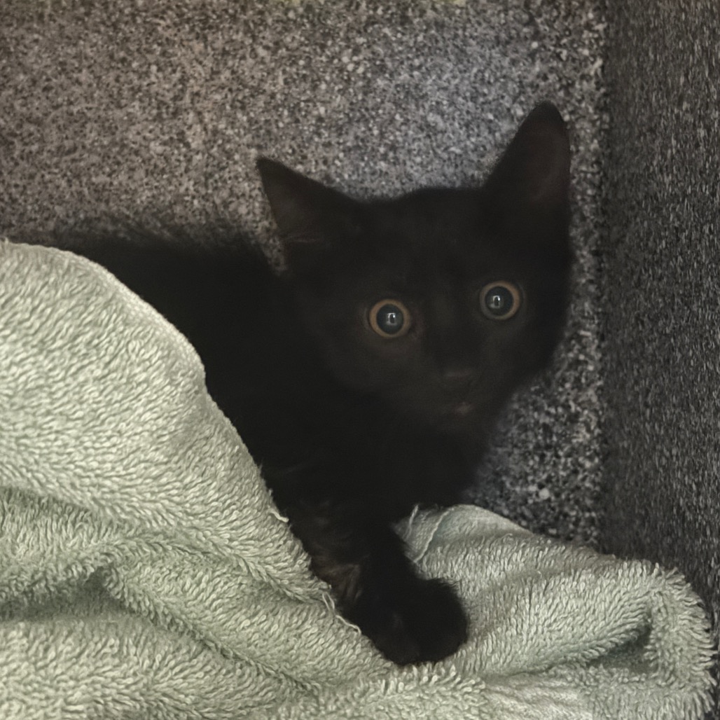 Shelter Stray Female Cat last seen , 361 S Raymond Ave, Pasadena, CA 91105, USA