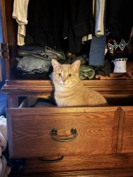 Lost Female Cat last seen Highway 17, Markstay-Warren, ON P0M 1H0