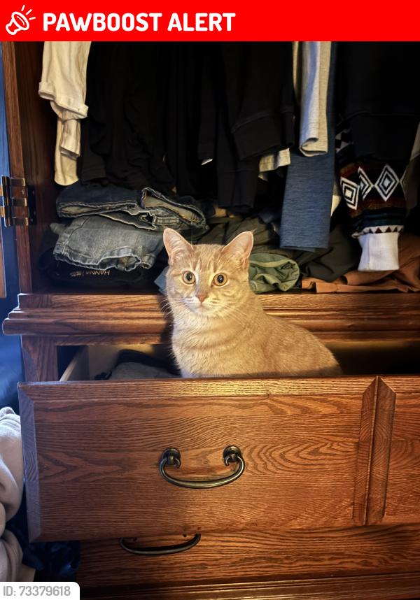 Lost Female Cat last seen Highway 17, Markstay-Warren, ON P0M 1H0