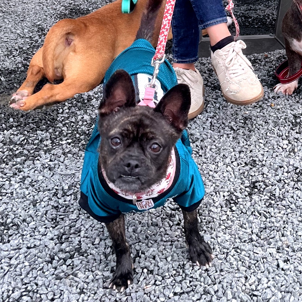 Shelter Stray Female Dog last seen , Animal Care & Control Team of Philly, 111 W Hunting Park Ave, Philadelphia, PA 19140, USA