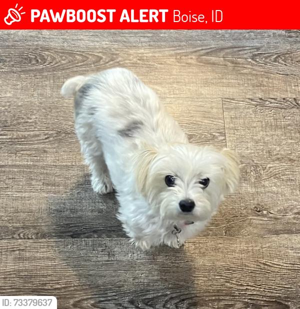 Lost Female Dog last seen East Creatline drive near Boise hills dr., Boise, ID 83702