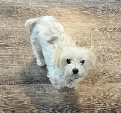 Lost Female Dog last seen East Creatline drive near Boise hills dr., Boise, ID 83702