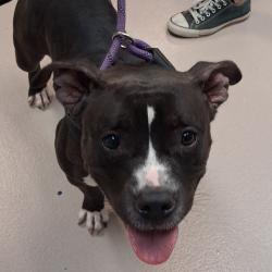 Shelter Stray Female Dog last seen , 124 Evergreen Ave, Newark, NJ 07114, USA