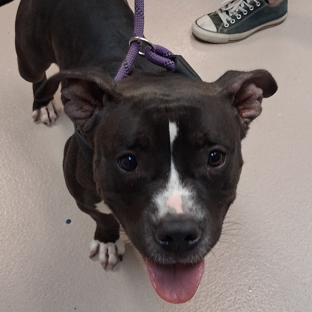 Shelter Stray Female Dog last seen , 124 Evergreen Ave, Newark, NJ 07114, USA