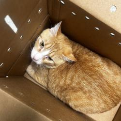 Shelter Stray Unknown Cat last seen , Animal Care & Control Team of Philly, 111 W Hunting Park Ave, Philadelphia, PA 19140, USA