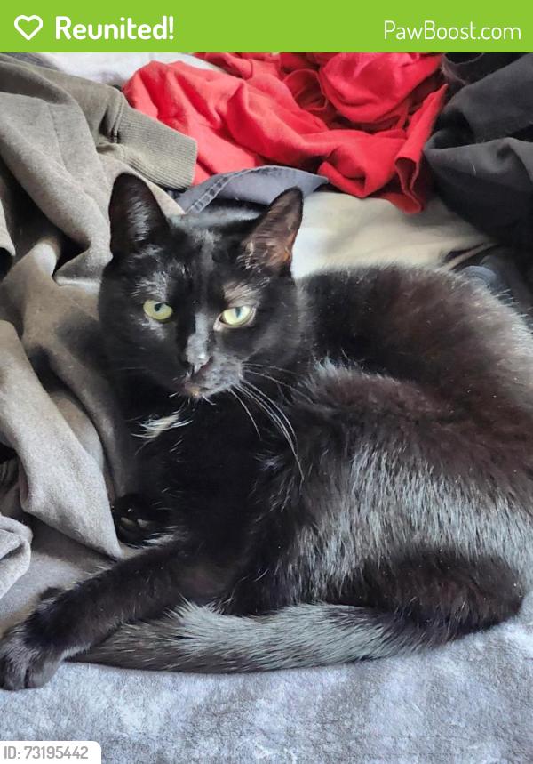 Reunited Female Cat last seen Cherry st Watertown, Watertown, CT 06795
