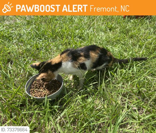 Found/Stray Female Cat last seen Ballance road, Fremont, NC 27830
