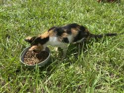 Found/Stray Female Cat last seen Ballance road, Fremont, NC 27830