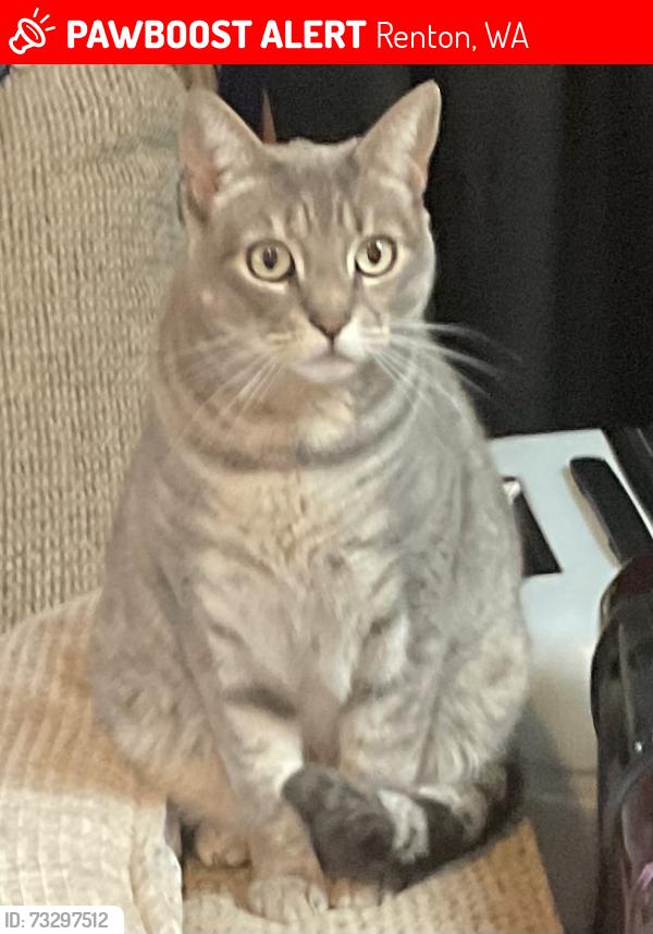 Lost Female Cat last seen Sunset Blvd. NE 12th, Monroe Ave NE by huge Water Tower, Renton, WA 98056