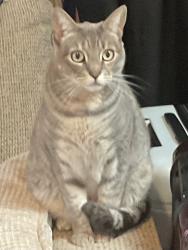 Lost Female Cat last seen Sunset Blvd. NE 12th, Monroe Ave NE by huge Water Tower, Renton, WA 98056