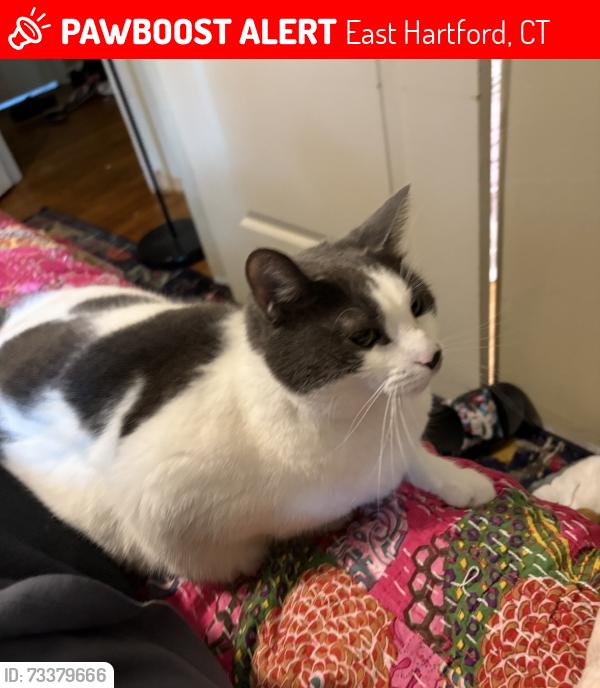 Lost Female Cat last seen Crescent and Cross, East Hartford, CT 06118