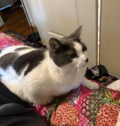 Lost Female Cat last seen Crescent and Cross, East Hartford, CT 06118