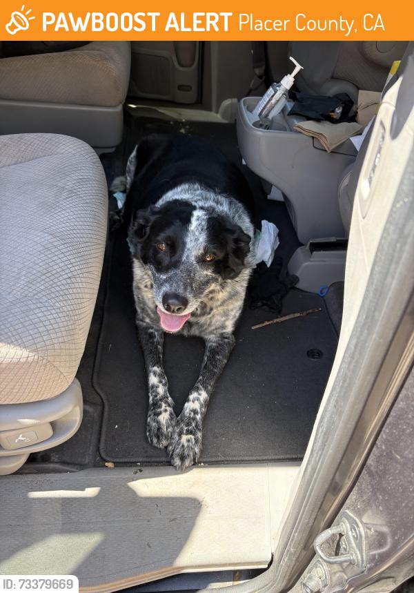 Found/Stray Female Dog last seen Clipper Gap, Placer County, CA 95603