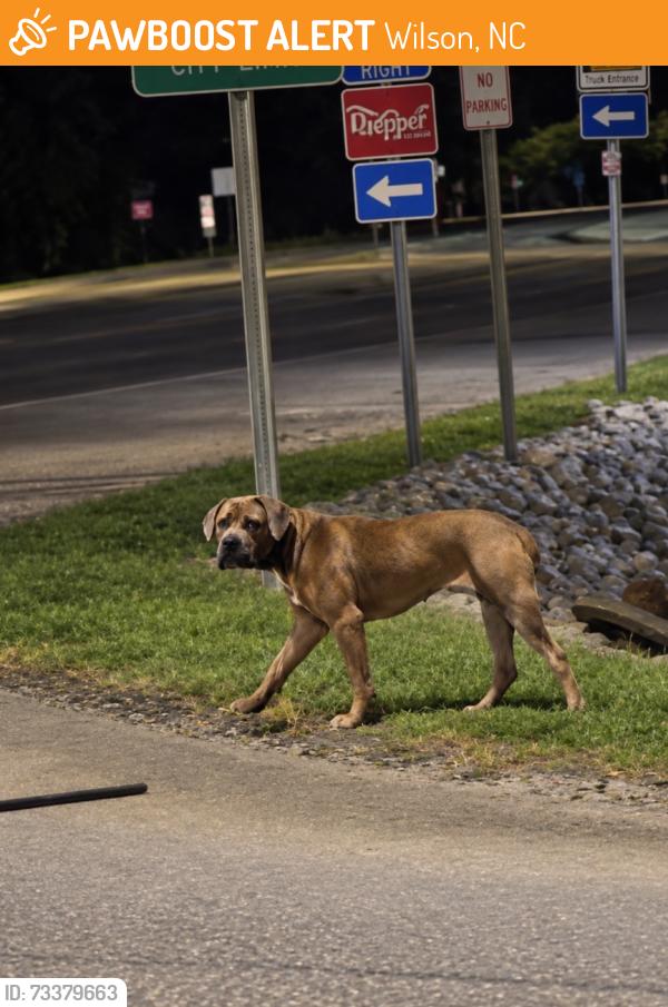 Found/Stray Unknown Dog last seen By the bojangles, Wilson, NC 27893
