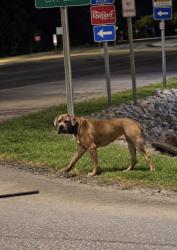 Found/Stray Unknown Dog last seen By the bojangles, Wilson, NC 27893