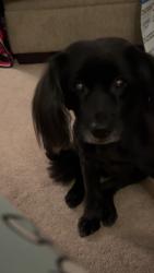 Reunited Female Dog last seen By Hempstead gardens, West Hempstead, NY 11552