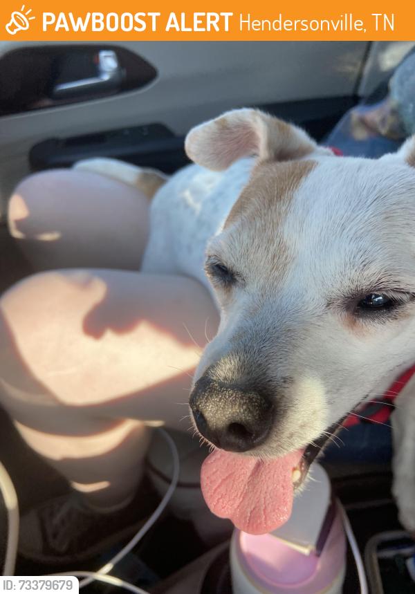 Found/Stray Female Dog last seen Tyree Springs and New Hope, Hendersonville, TN 37075