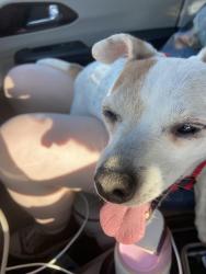 Found/Stray Female Dog last seen Tyree Springs and New Hope, Hendersonville, TN 37075