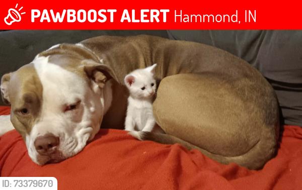 Lost Male Cat last seen Beverly and white oak pl., Hammond, IN 46324