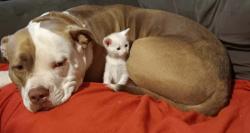 Lost Male Cat last seen Beverly and white oak pl., Hammond, IN 46324