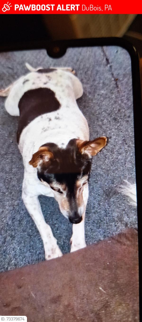 Lost Female Dog last seen Near west scribner Ave, DuBois, PA 15801