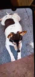 Lost Female Dog last seen Near west scribner Ave, DuBois, PA 15801