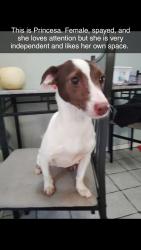 Lost Female Dog last seen Near dollar general on 47th pl, Oklahoma City, OK 73129