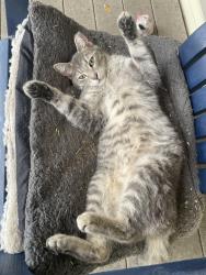 Lost Male Cat last seen Plumeria str, San Antonio 78232, San Antonio, TX 78232