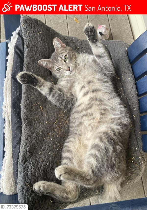 Lost Male Cat last seen Plumeria str, San Antonio 78232, San Antonio, TX 78232