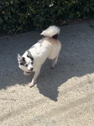 Found/Stray Female Dog last seen 145th Danker, Gardena, CA 90247